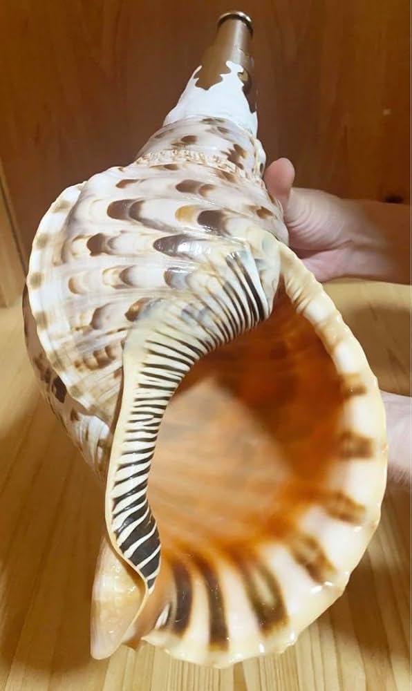 特大40㎝修験道法螺貝 山伏 ほら貝、ホラガイ 木製歌口 特大40㎝修験道