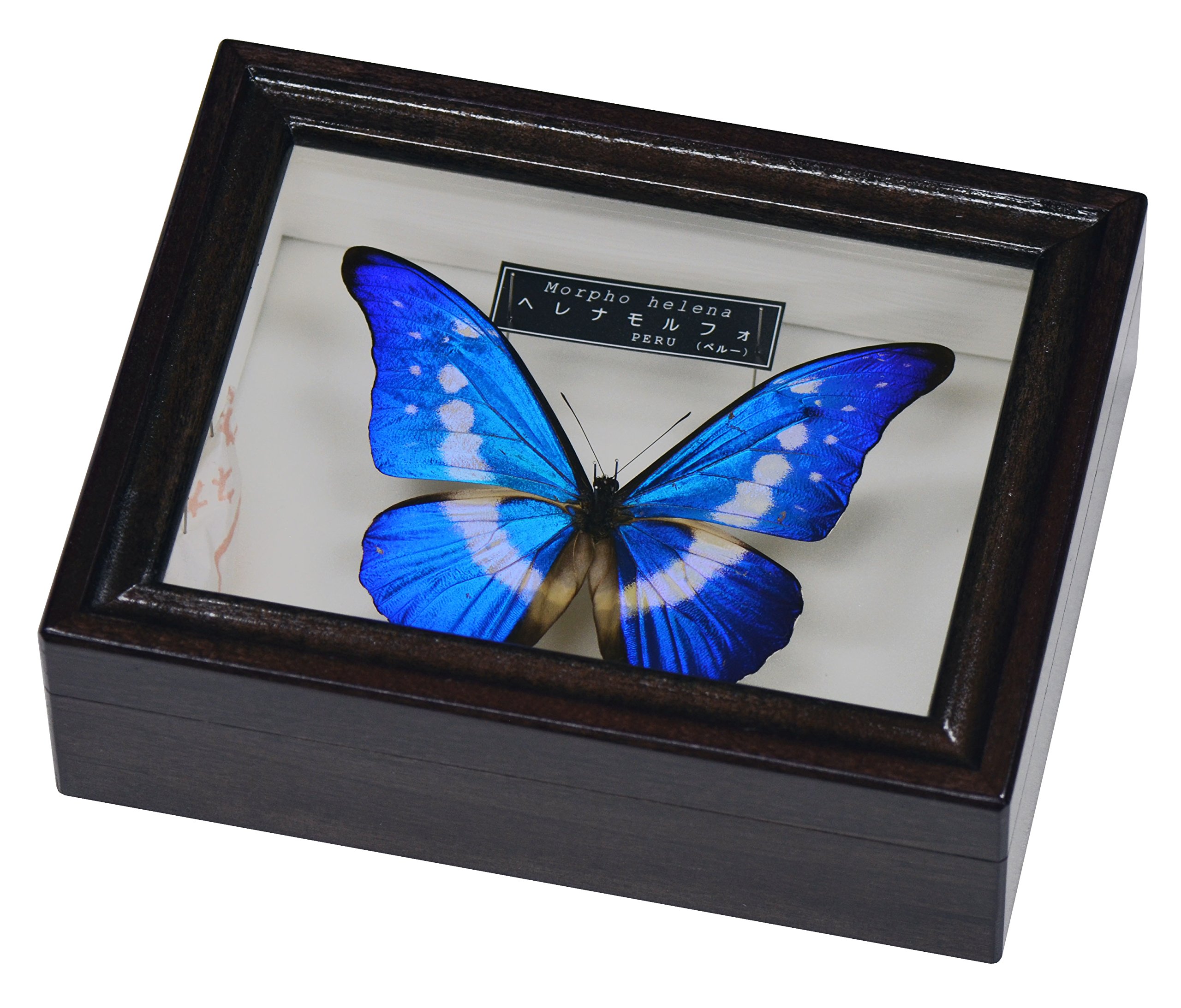 Amazon | 世界で最も美しいとされる蝶の標本 名和昆虫博物館企画・製作
