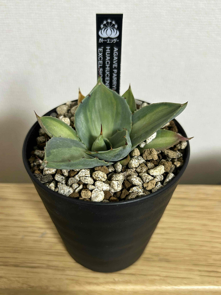 アガベ「吉祥天錦」（パリー錦）の成長記録＆育て方～斑入りの植物