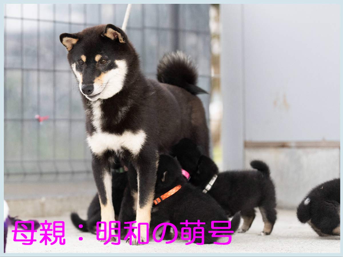 黒柴子犬販売 | ID4491 | 完全保証付き | 三重・東京対応 | 柴犬専門