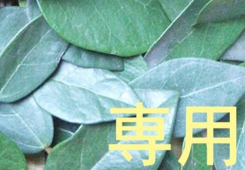 29日 23時迄 【リピートみえぴぴ】 PmLnOgBlTt 15 5点